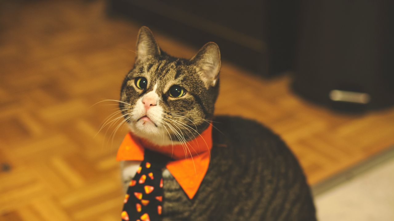 Wallpaper cat, tie, pet, funny