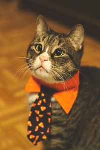 Preview wallpaper cat, tie, pet, funny