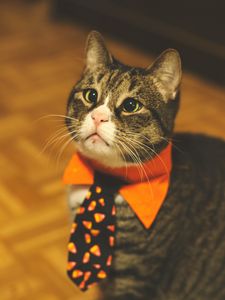 Preview wallpaper cat, tie, pet, funny