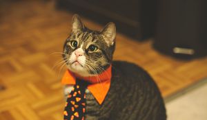 Preview wallpaper cat, tie, pet, funny