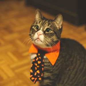 Preview wallpaper cat, tie, pet, funny