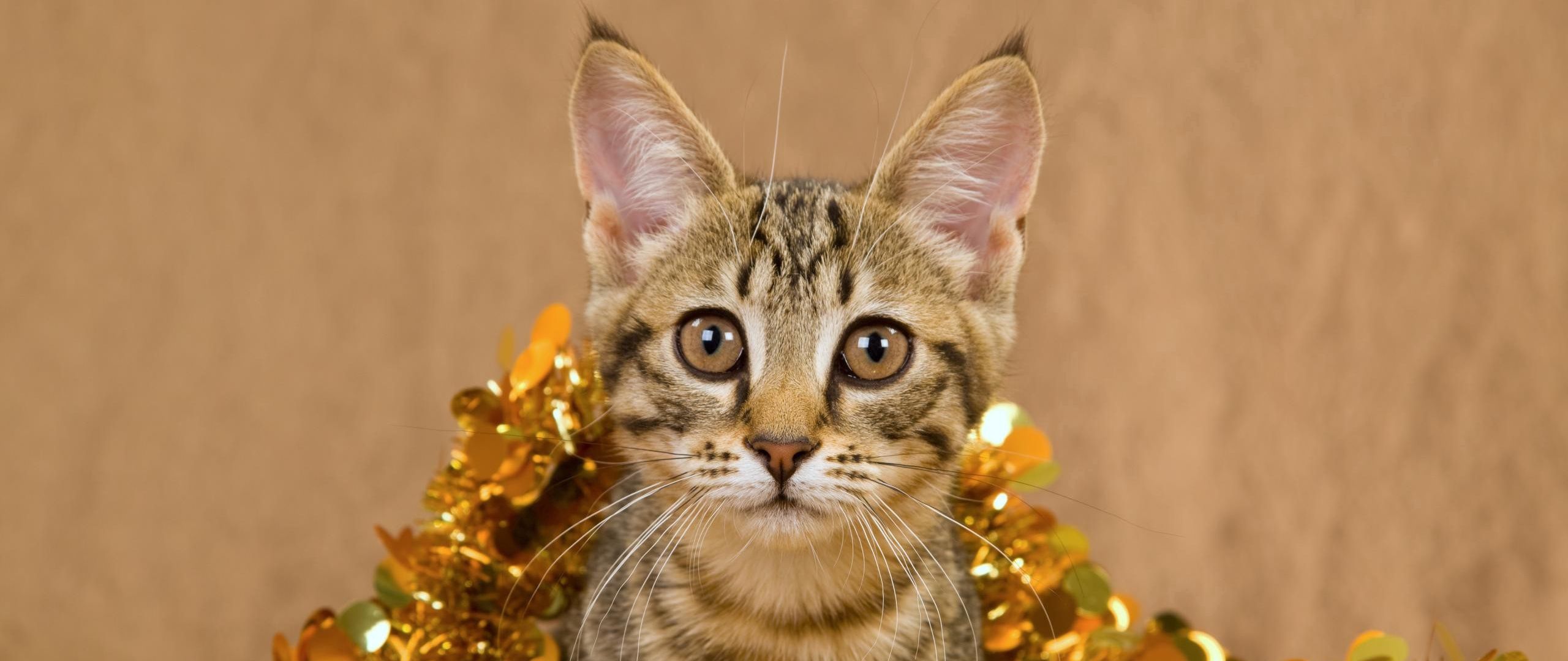 Download wallpaper 2560x1080 cat, tinsel, playful, striped dual wide