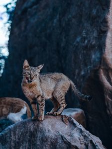 Preview wallpaper cat, tongue protruding, funny, wild, animal