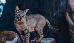 Preview wallpaper cat, tongue protruding, funny, wild, animal