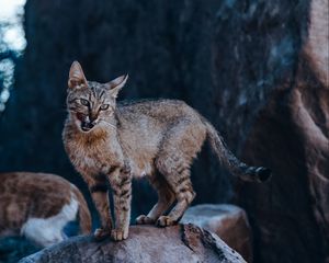 Preview wallpaper cat, tongue protruding, funny, wild, animal