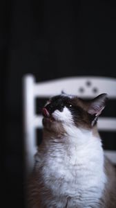 Preview wallpaper cat, tongue protruding, funny, cute, pet