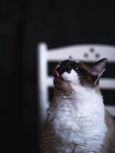Preview wallpaper cat, tongue protruding, funny, cute, pet
