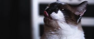 Preview wallpaper cat, tongue protruding, funny, cute, pet