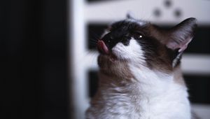 Preview wallpaper cat, tongue protruding, funny, cute, pet