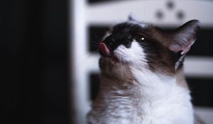 Preview wallpaper cat, tongue protruding, funny, cute, pet