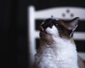 Preview wallpaper cat, tongue protruding, funny, cute, pet