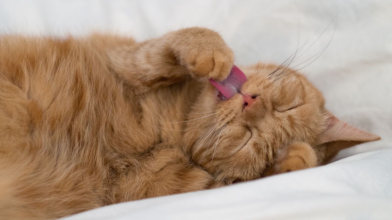 Wallpaper cat, tongue protruding, paw, funny