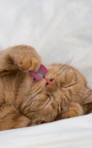 Preview wallpaper cat, tongue protruding, paw, funny