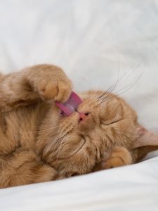 Preview wallpaper cat, tongue protruding, paw, funny