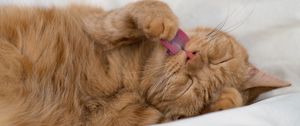 Preview wallpaper cat, tongue protruding, paw, funny