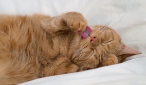 Preview wallpaper cat, tongue protruding, paw, funny