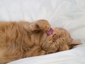 Preview wallpaper cat, tongue protruding, paw, funny