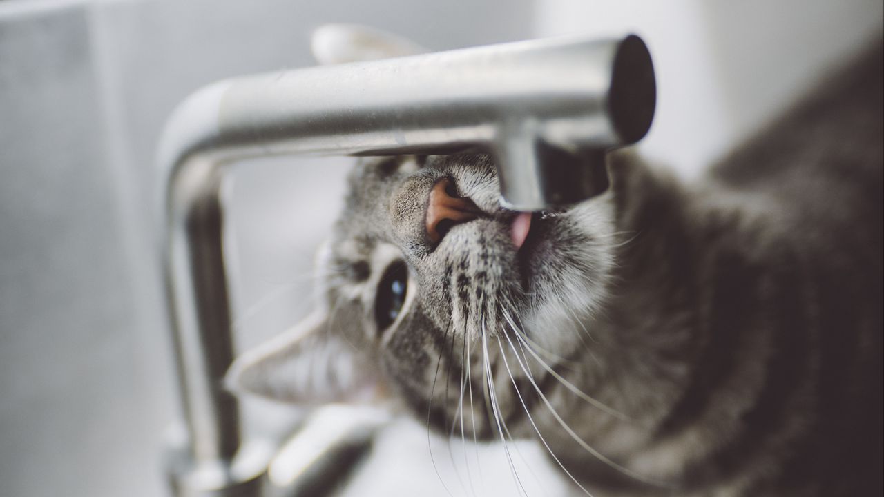 Wallpaper cat, tongue, water