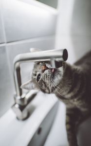 Preview wallpaper cat, tongue, water