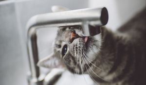 Preview wallpaper cat, tongue, water