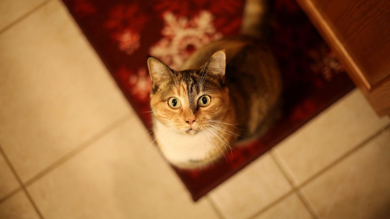 Wallpaper cat, top view, face, waiting
