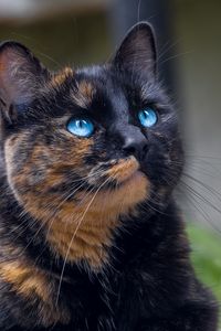 Preview wallpaper cat, tortoiseshell, glance, pet, blue-eyed