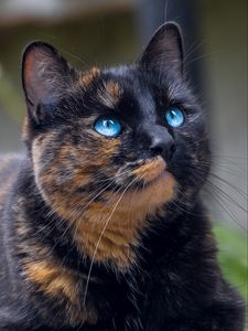 Preview wallpaper cat, tortoiseshell, glance, pet, blue-eyed