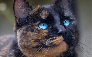 Preview wallpaper cat, tortoiseshell, glance, pet, blue-eyed