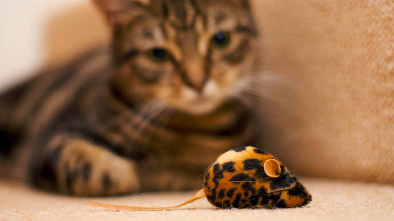 Wallpaper cat, toy, down, mouse