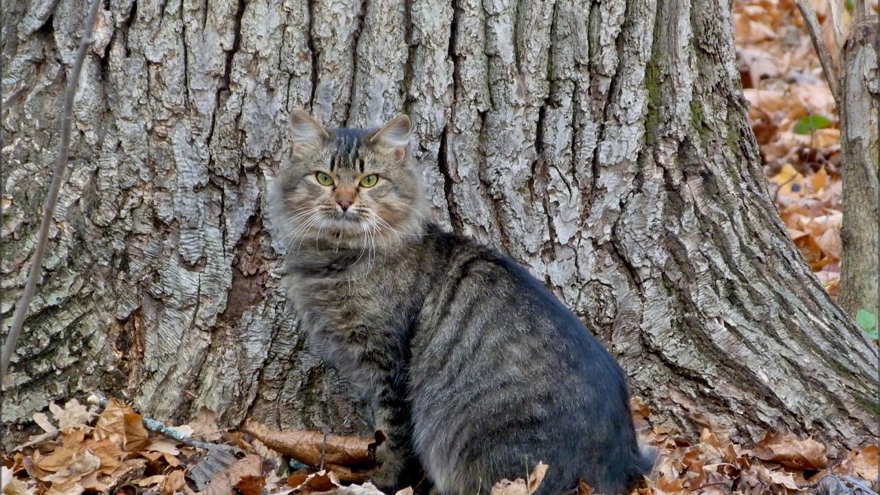 Wallpaper cat, tree, autumn, leaves hd, picture, image