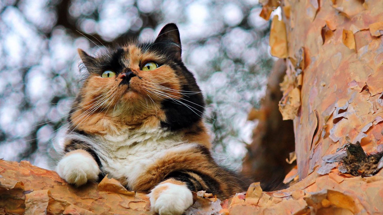 Wallpaper cat, tree, bark, spotted