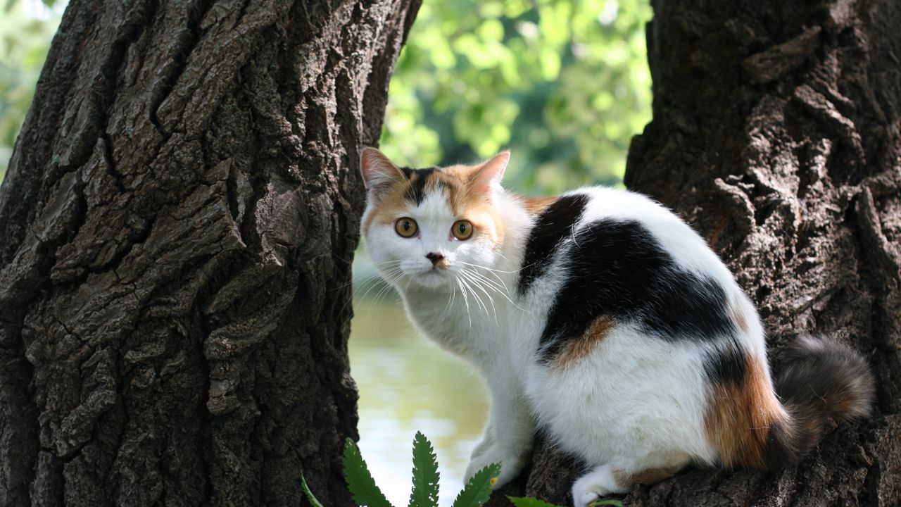 Wallpaper cat, tree, bark, lie, danger