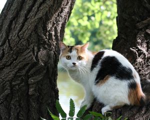 Preview wallpaper cat, tree, bark, lie, danger