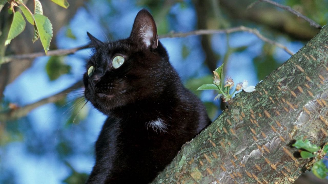 Wallpaper cat, tree, black, sit