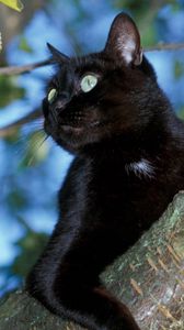 Preview wallpaper cat, tree, black, sit