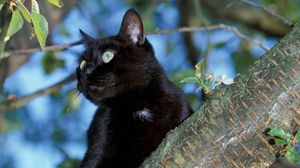 Preview wallpaper cat, tree, black, sit
