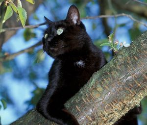 Preview wallpaper cat, tree, black, sit