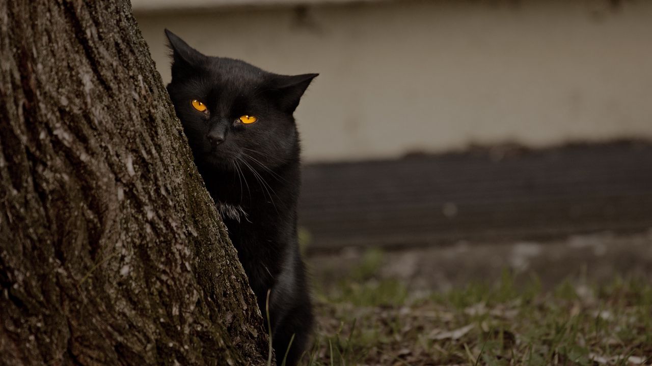 Wallpaper cat, tree, black, hide, eyes