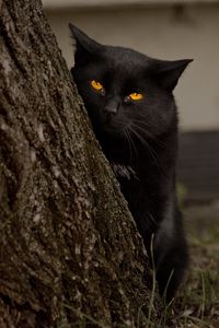 Preview wallpaper cat, tree, black, hide, eyes