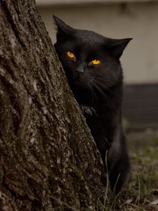 Preview wallpaper cat, tree, black, hide, eyes