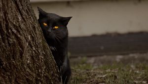 Preview wallpaper cat, tree, black, hide, eyes