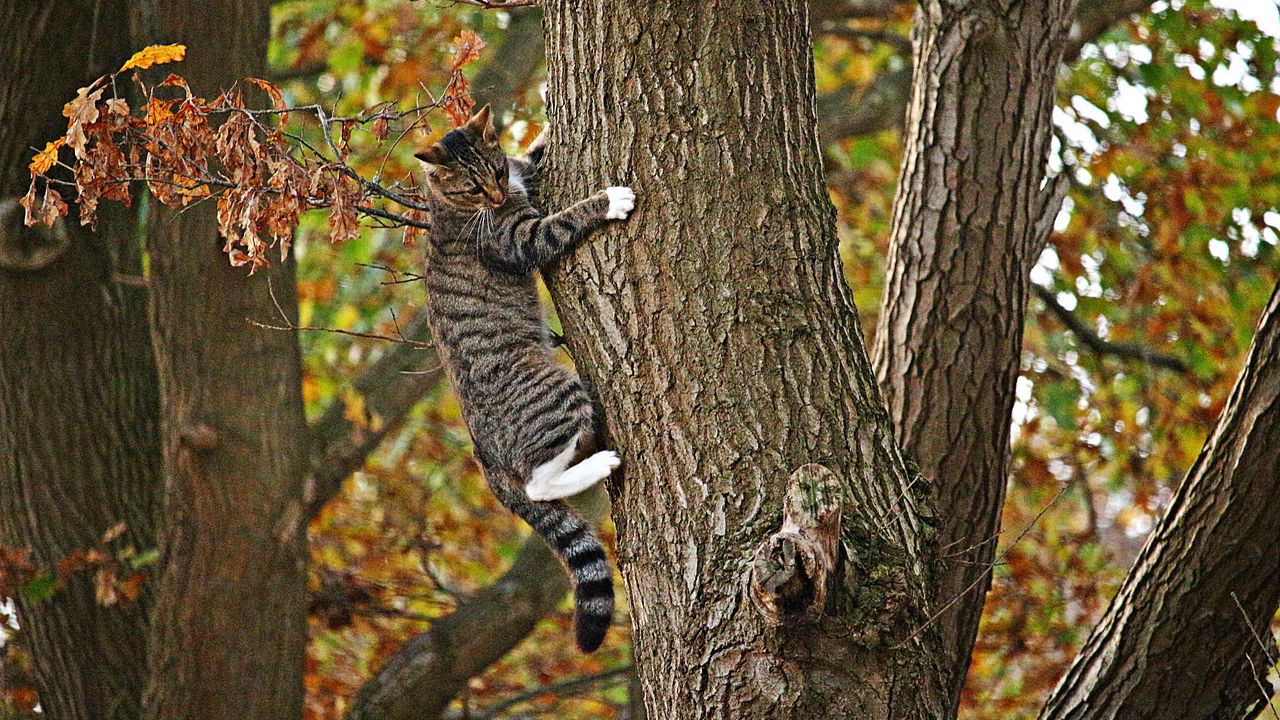 Wallpaper cat, tree, climb, fall