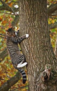 Preview wallpaper cat, tree, climb, fall