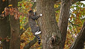 Preview wallpaper cat, tree, climb, fall