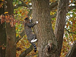 Preview wallpaper cat, tree, climb, fall