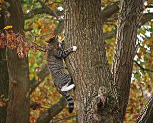 Preview wallpaper cat, tree, climb, fall