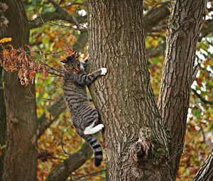 Preview wallpaper cat, tree, climb, fall