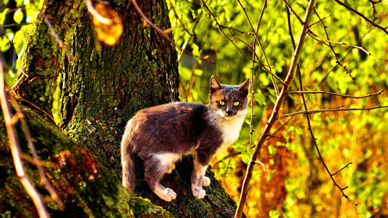 Wallpaper cat, tree, climbing, color, autumn