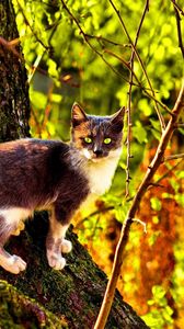 Preview wallpaper cat, tree, climbing, color, autumn