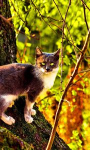 Preview wallpaper cat, tree, climbing, color, autumn